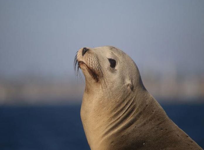 Peru bird flu reported the death of 585 sea lions and 55,000 wild birds due to the H5N1 bird flu virus
