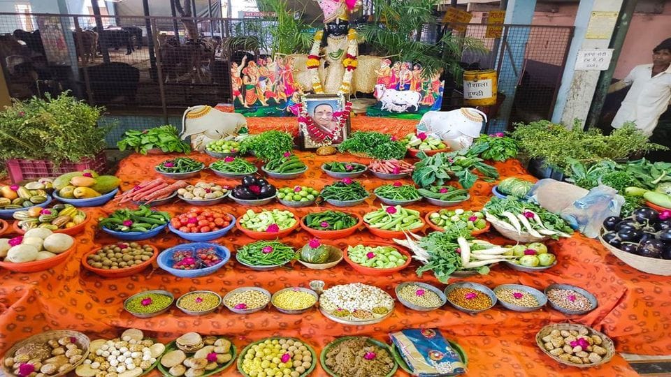 Organized Annakoot for cows maheshwari samaj goldcoin seva trust