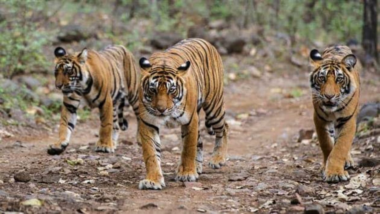 big achievement in tiger conservation wild animals movement still in danger due to human interference