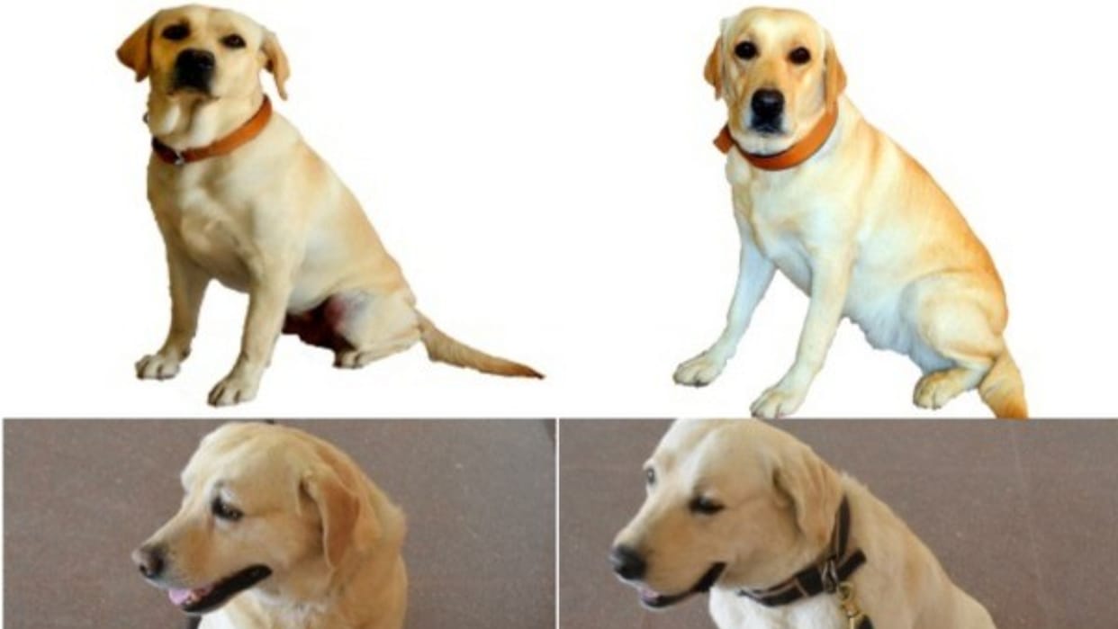 earthquake hit Turkey india julie romio dog squad saving people life with ndrf teams