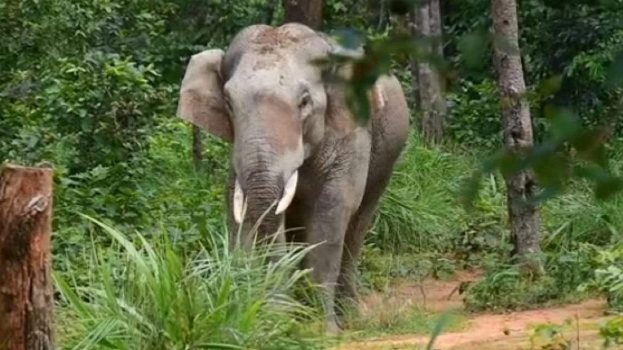 Forest Climate Change and Wildlife University to be built in Bareilly