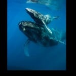 whale