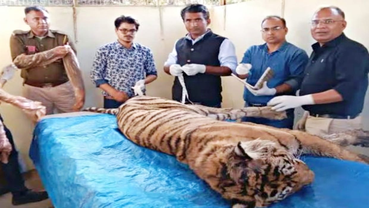 Tigress T-19 Krishna dies in Ranthambore Tiger Reserve