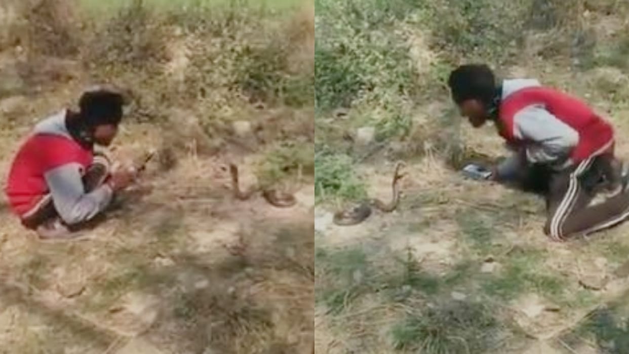 Bihar Man kept playing with snake in Siwan a mistake took his life