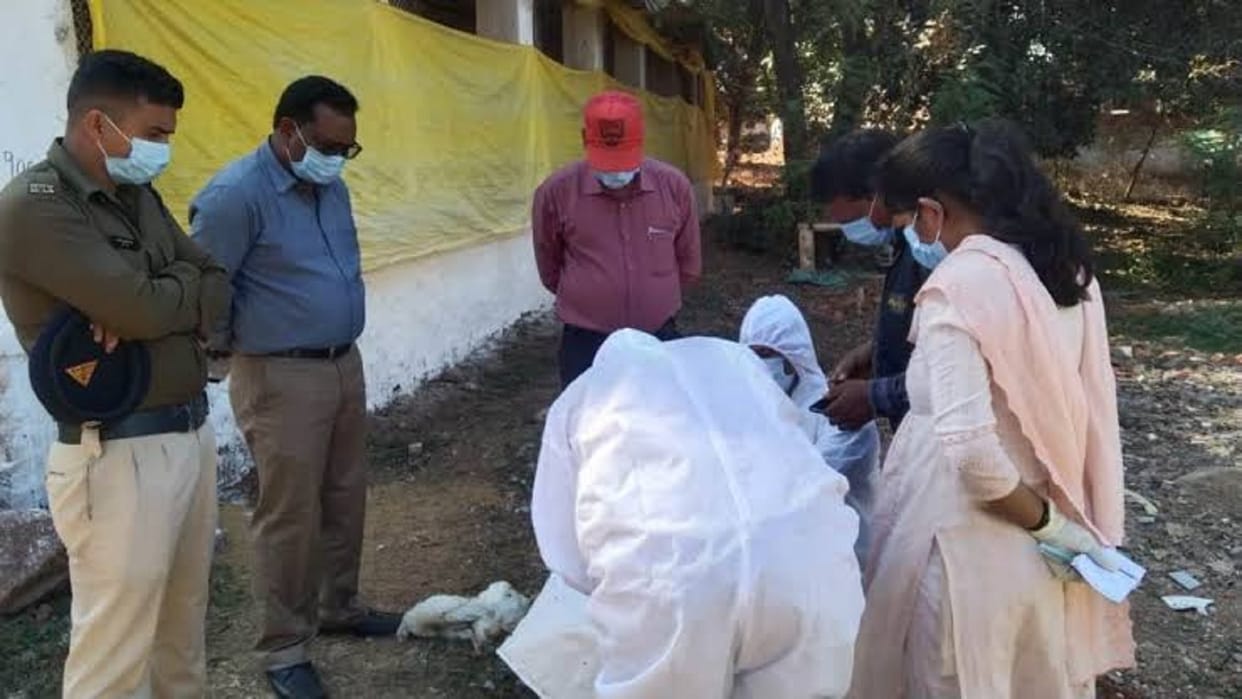 3700 hen died in Balod due to ranikhet salt disease, Raipur lab report revealed
