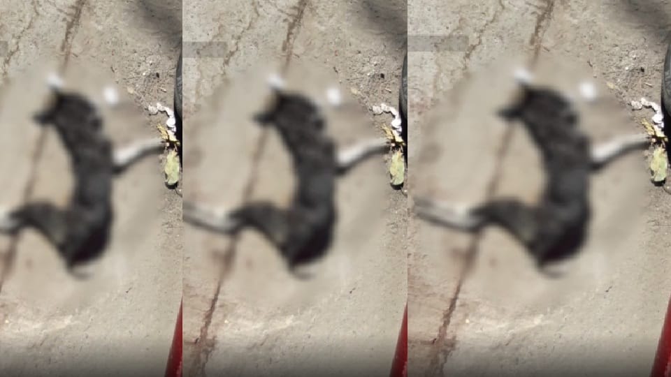Police registered a case of killing the dog by beating it with a stick
