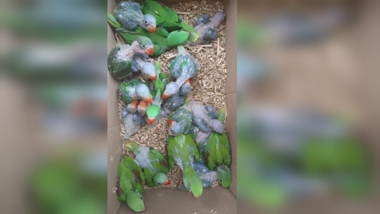 Hiraman parrots caught in Mau brought to Gorakhpur zoo