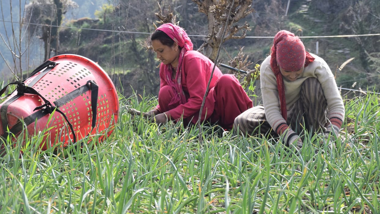 agriculture experts suggestions to farmers for garlic cultivation