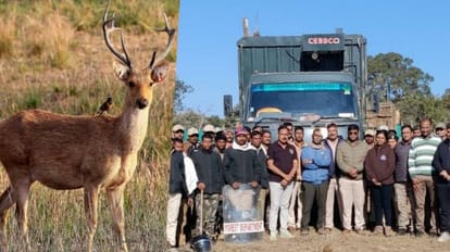 बांधवगढ टाइगर रिजर्व के लिए रवाना हुए 8 बारहसिंगा