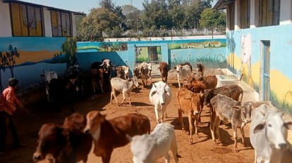 Hathras News: हर ब्लॉक में होगी एक-एक गोशाला, डीएम ने दिए भूमि तलाशने के निर्देश गोशाला