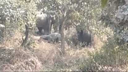 शहर से ढाई किलोमीटर दूर जंगल पहुंचा हाथियों का झुंड