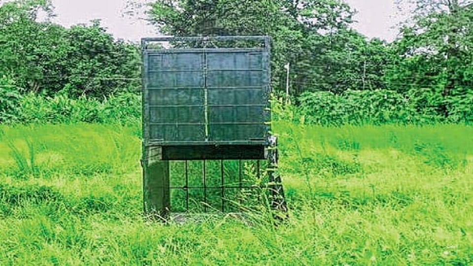 Forest Department team set up two cages to catch leopards at Agra Air Force Station