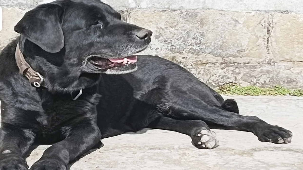 Police registered on dog thieves in Gorakhpur
