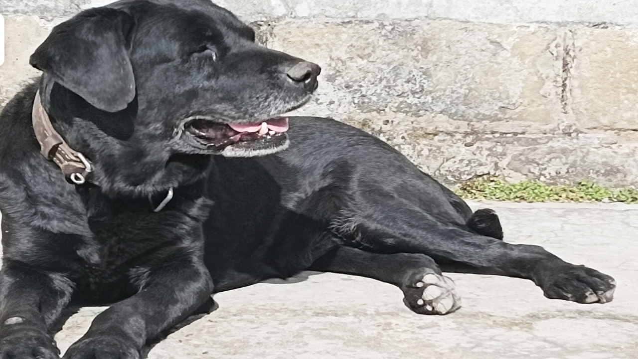 Garuda Purana Lord Vishnu Niti Follow These Things to Brings Happiness and Wealth in Your Life News in Hindi