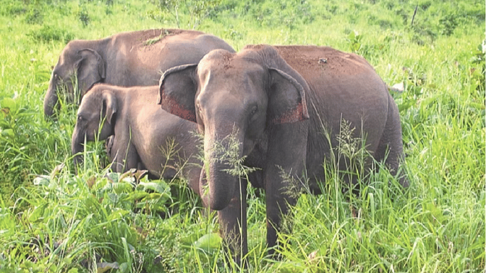 Decreasing number of elephants in india year by year, important matter to discuss