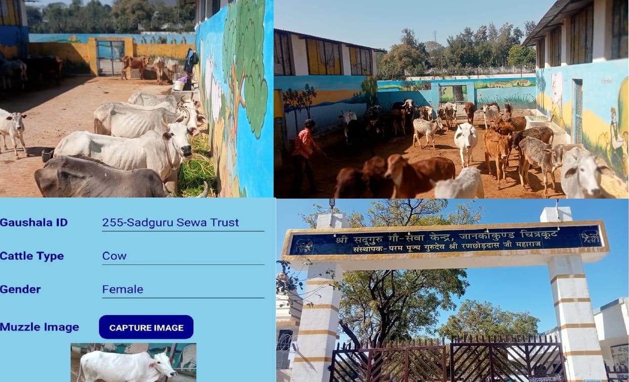 Chitrakoots Modern Gaushala, Digital cards are made for the cattle, Data of 1400 cows is feed