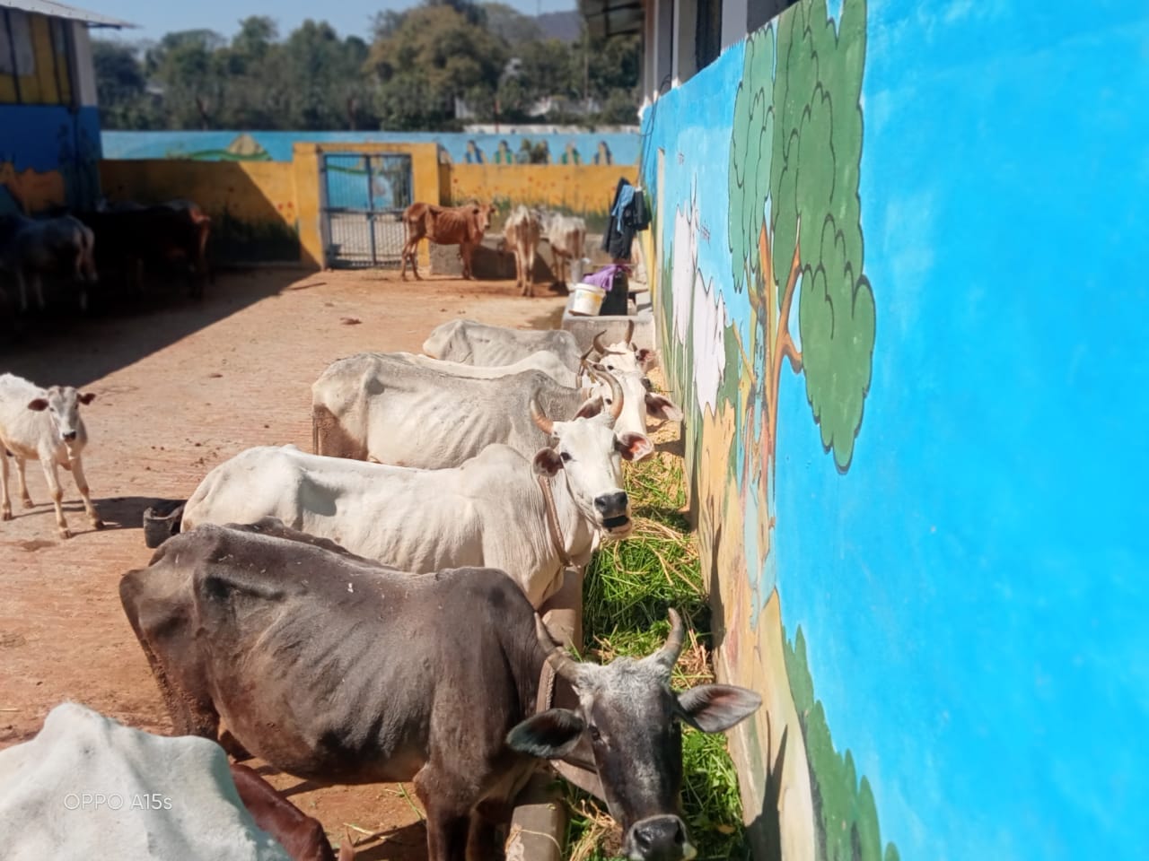 Chitrakoots Modern Gaushala, Digital cards are made for the cattle, Data of 1400 cows is feed