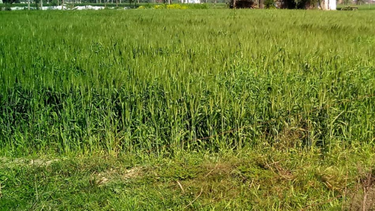 Meerut: farmers are worried because weather may damage wheat crop in western UP
