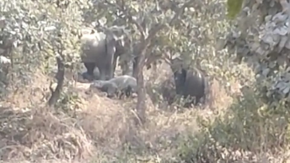 Korba herd elephants reached forest two kilometers away from city