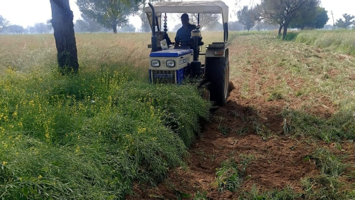Due to damage in mustard crop, farmer destroyed the standing crop with a tractor