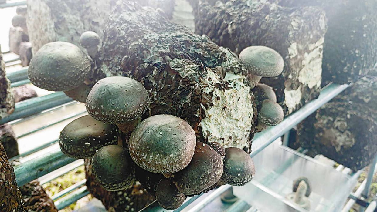 Shiitake mushroom will soon be commercially cultivated, trial done in training center