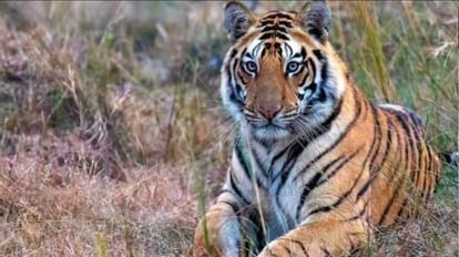 MP News: संजय गांधी टाइगर रिजर्व में फिर दिखा बाघ टी-28, सोशल मीडिया पर वायरल हुई तस्वीर टी-28 बाघ