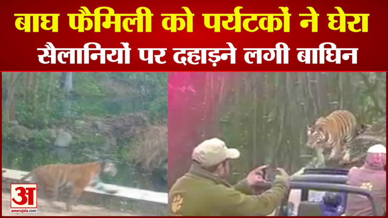 बाघ फैमिली को पर्यटकों ने घेरा