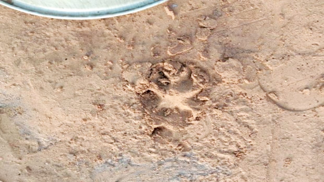 People saw leopard in the village around Katar