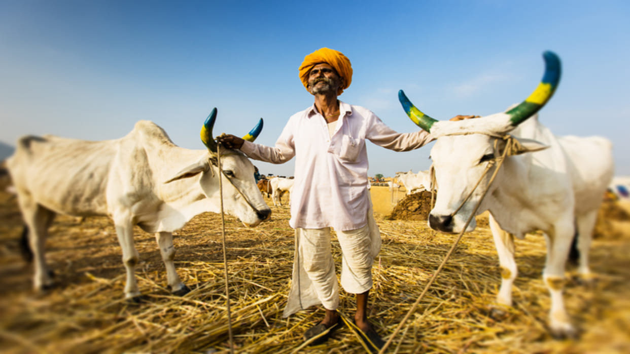 Kamdhenu Bima Yojana: Rajasthan Government Is Giving 40 Thousand On cattle Loss