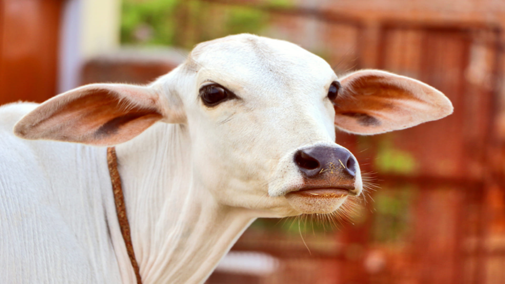 Kamdhenu Bima Yojana: Rajasthan Government Is Giving 40 Thousand On cattle Loss