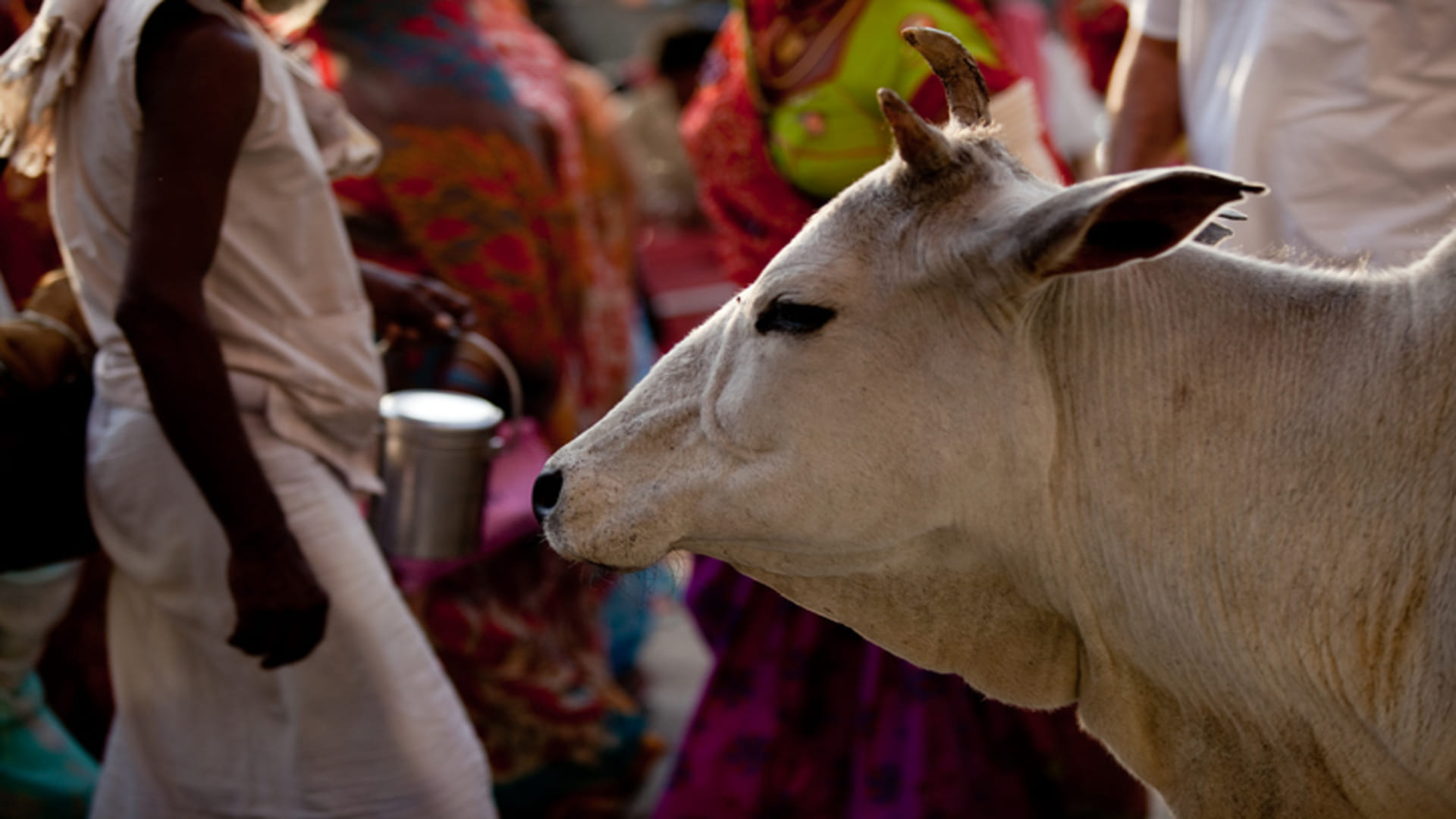 Kamdhenu Bima Yojana: Rajasthan Government Is Giving 40 Thousand On cattle Loss