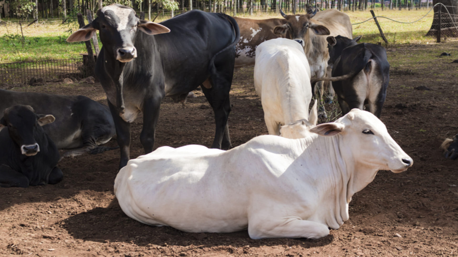 Kamdhenu Bima Yojana: Rajasthan Government Is Giving 40 Thousand On cattle Loss