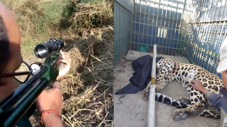 Forest department teams rescue leopard in Bareilly