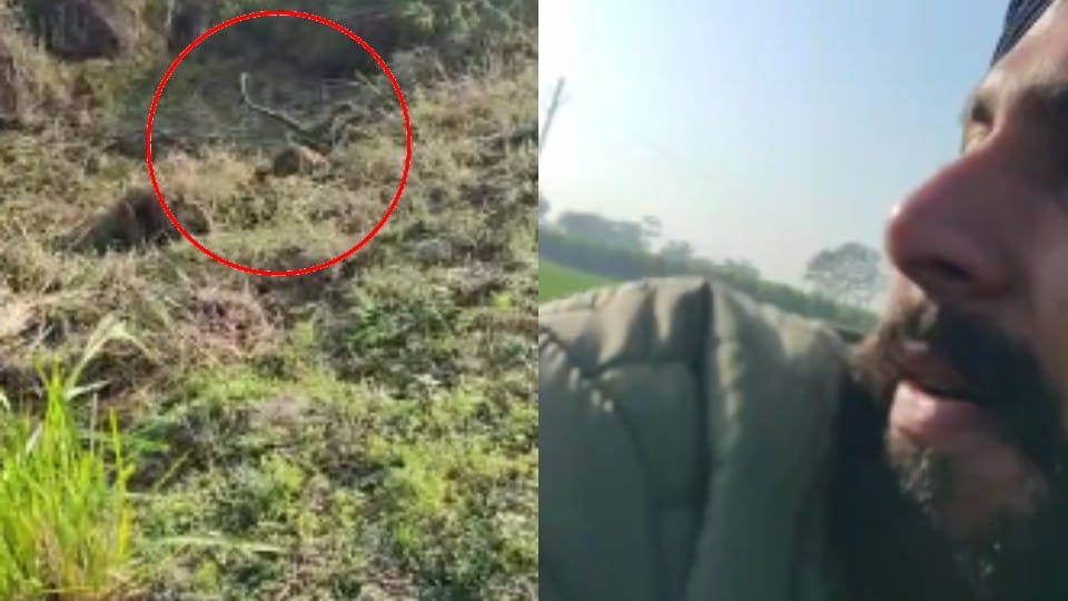 Leopard trapped in trap near Dhaka farm in Bareilly