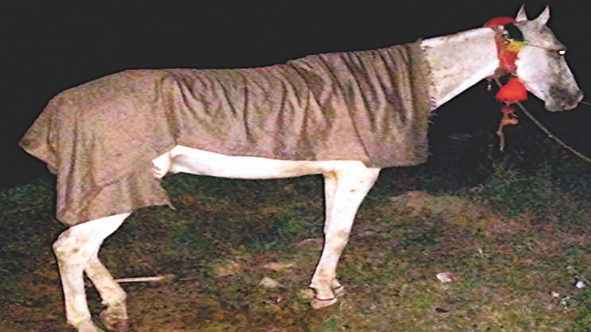 Accident Meerut: truck dragged horse-cart for half a kilometer, race to overtake killed four people