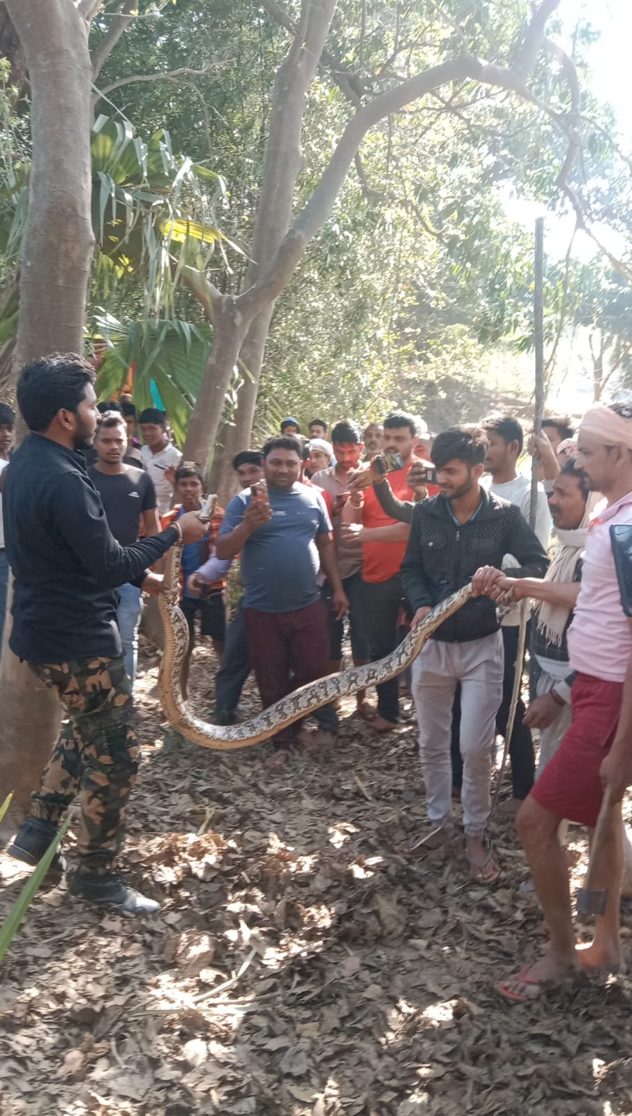 Python found on tree near Magai river