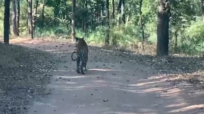 बाघिन डॉटी ने मोहा पर्यटकों का मन