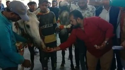 उज्जैन में एनएसयूआई कार्यकर्ताओं ने विरोध स्वरूप गधे को गुलाब जामुन खिलाए।