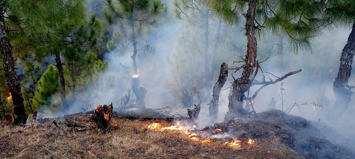 Fire in jungle.