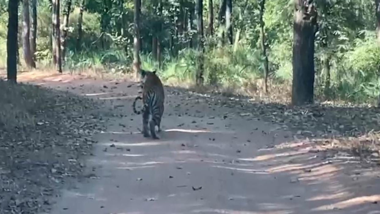 Tourists in Bandhavgarh Tiger Reserve were fascinated by Tigress Doti