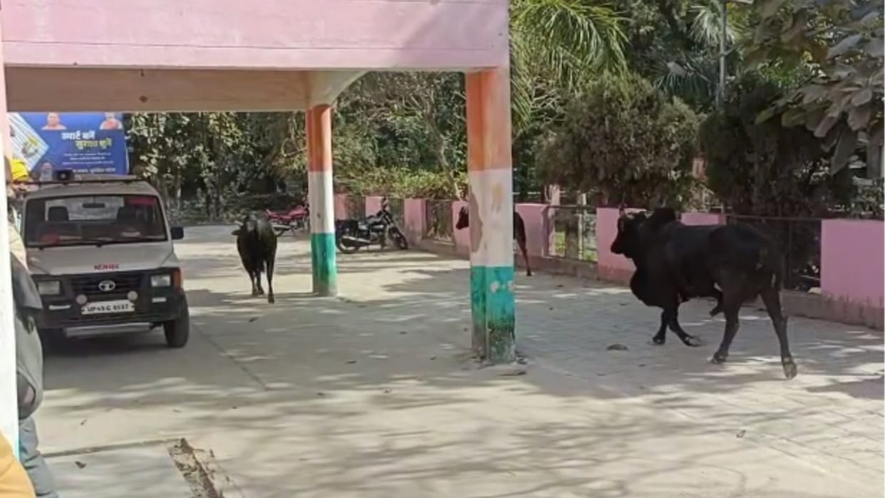 Farmers closed free animals in tehseel campus in Gonda.