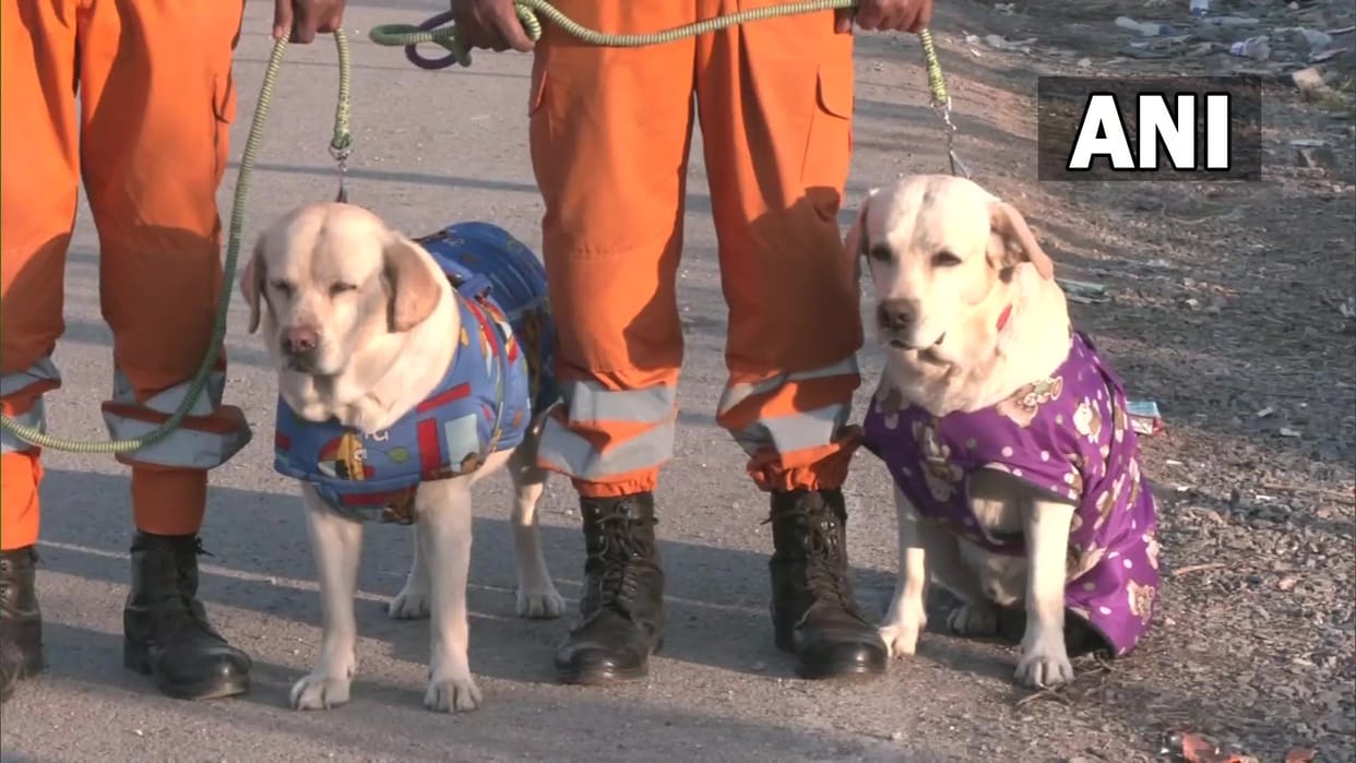 turkey earthquake romeo julie sniffer dogs save six year old girl from debris home minister praise ndrf