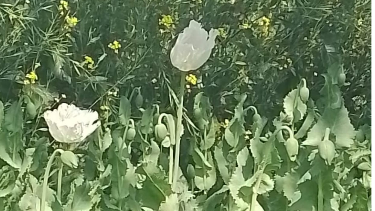 Opium grown in the field under the guise of mustard in Fatehabad
