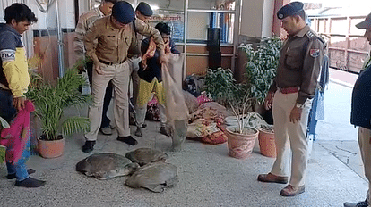21 बोरों में भरे लगभग पांच सौ कछुए बरामद