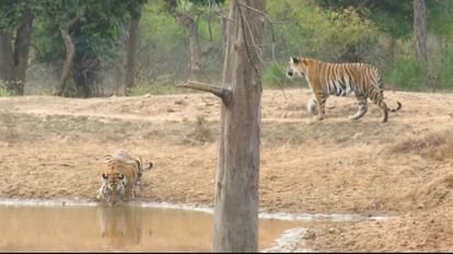 Badhavgarh Tiger Reserve: धमोखर बफर जोन के जंगलों में दिखे दो बाघ शावक, कैमरे में कैद हुआ रोमांचक नजारा बांधवगढ़ में एक साथ दिखे दो शावक