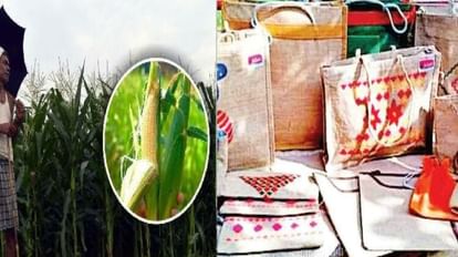 मक्के से बनेगी थैली: कंपनी ने वाराणसी में पहली यूनिट खोलने की बात कही, किफायती और पर्यावरण के है अनुकूल मक्के से बनेगी थैली