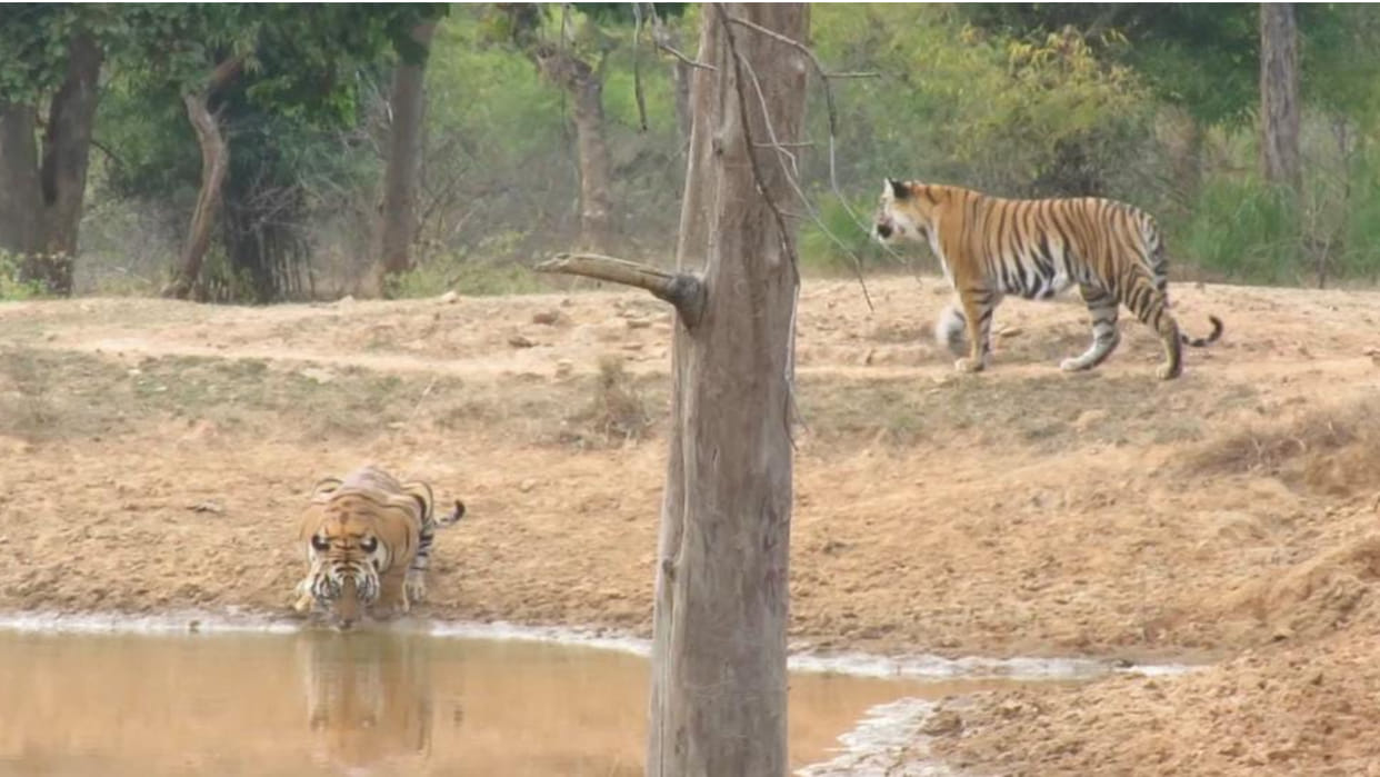 Two tiger showers seen in the forests of Dhamokhar buffer zone of Badhavgarh Tiger Reserve