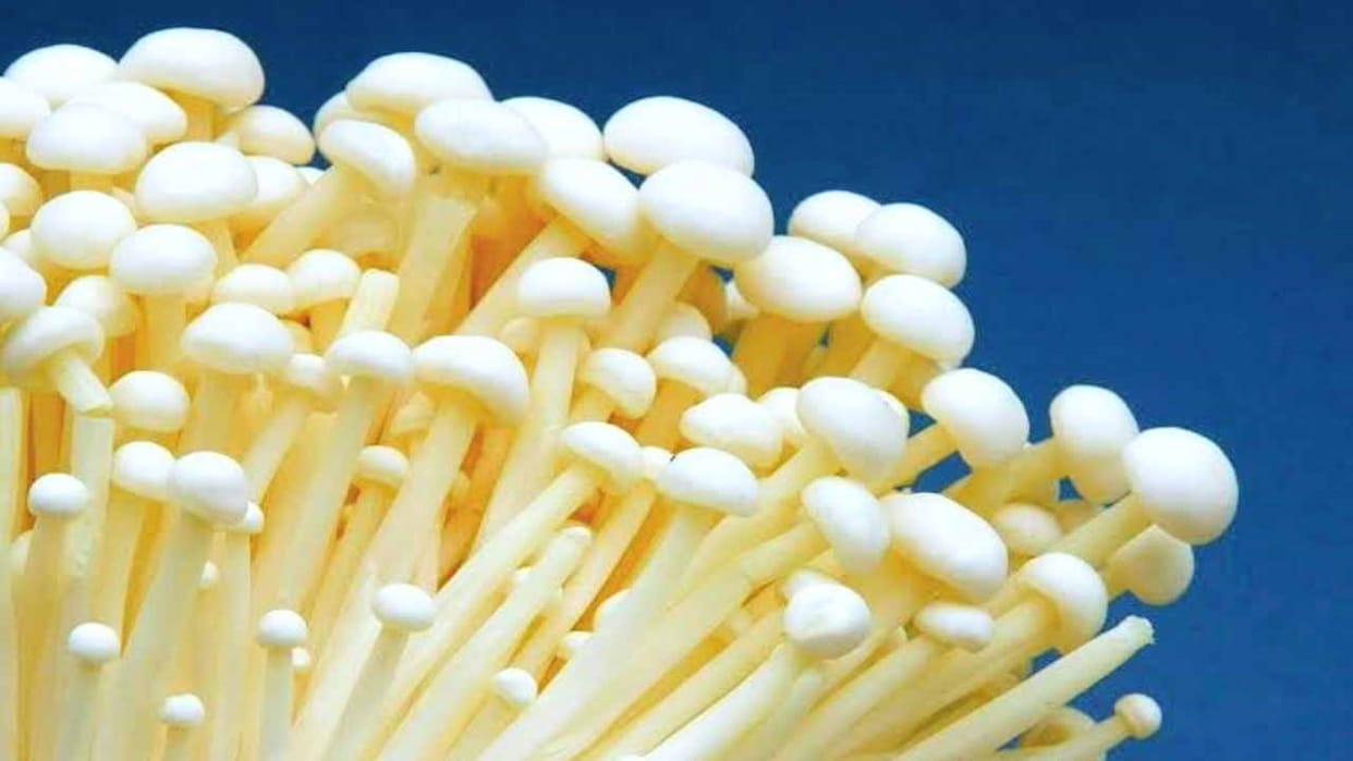 Now the natural enoki mushroom that increases brain power will be grown across the country