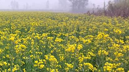 फोटो- 17    खेत में लगी सरसो की फसल। संवाद