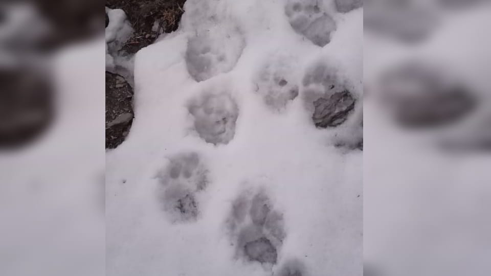 India-China Border: Snow leopard and many rare wildlife  caught on camera in Darma Valley photos